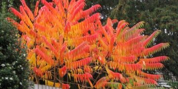 Alerta! Todo lo que tenés que saber antes de plantar un Rhus