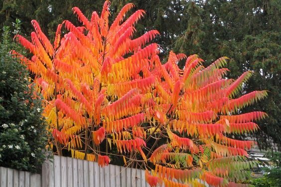 Alerta! Todo lo que tenés que saber antes de plantar un Rhus