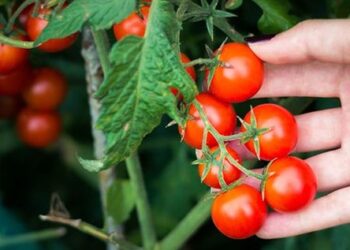 Tomates cherrys: trucos que seguro no conocías para cuidarlos con éxito