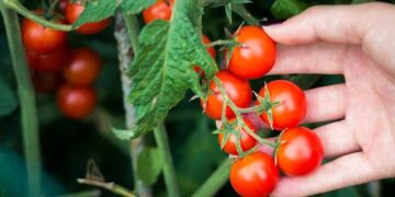 Tomates cherrys: trucos que seguro no conocías para cuidarlos con éxito