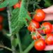Tomates cherrys: trucos que seguro no conocías para cuidarlos con éxito