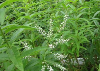 Cedrón (Aloysia citriodora): la planta medicinal nativa que no debería faltar en tu huerta