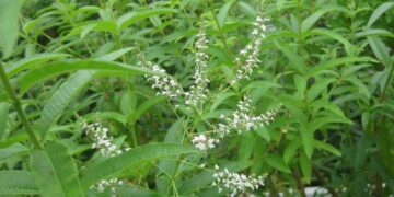 Cedrón (Aloysia citriodora): la planta medicinal nativa que no debería faltar en tu huerta