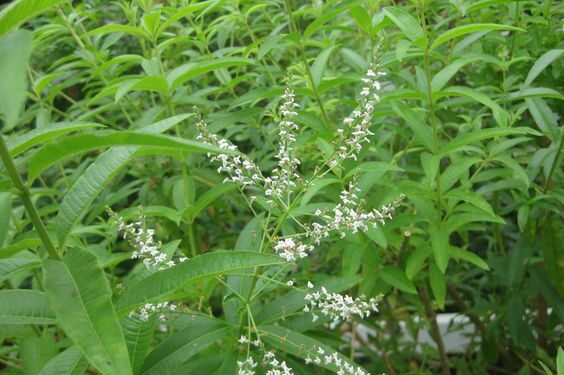 Cedrón (Aloysia citriodora): la planta medicinal nativa que no debería faltar en tu huerta