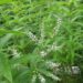 Cedrón (Aloysia citriodora): la planta medicinal nativa que no debería faltar en tu huerta