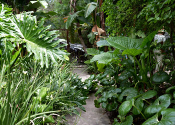 Tips de riego para un jardín tropical, by Itas Flowers