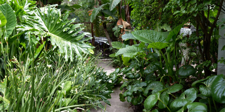 Tips de riego para un jardín tropical, by Itas Flowers