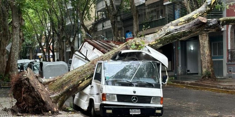 ¿Cómo evitar que se caigan los árboles durante las tormentas fuertes?