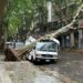 ¿Cómo evitar que se caigan los árboles durante las tormentas fuertes?
