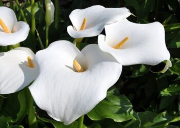 Datazo para tener las calas más lindas, by Itas Flowers