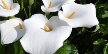 Datazo para tener las calas más lindas, by Itas Flowers