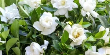 Jazmín del Cabo: cómo cosechar sus flores para lograr una nueva floración en marzo