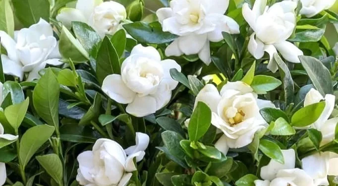 Jazmín del Cabo: cómo cosechar sus flores para lograr una nueva floración en marzo