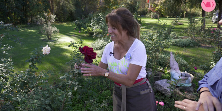Así es la chacra de Connie Moreno Quintana: está repleta de rosas, plantas, flores y espacios únicos (segunda parte)
