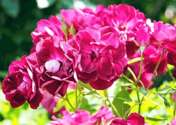 Rosa ‘Burgundy Iceberg’: una bella y curiosa mutación con imponentes flores púrpuras
