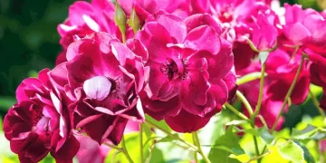 Rosa ‘Burgundy Iceberg’: una bella y curiosa mutación con imponentes flores púrpuras