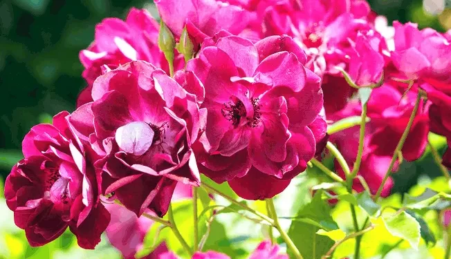 Rosa ‘Burgundy Iceberg’: una bella y curiosa mutación con imponentes flores púrpuras