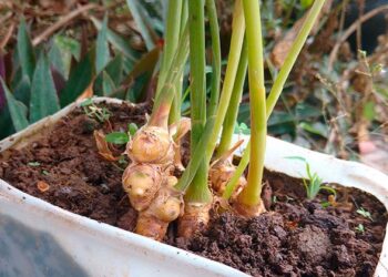 Tip de huerta: cómo reproducir jengibre by Connie Moreno Quintana