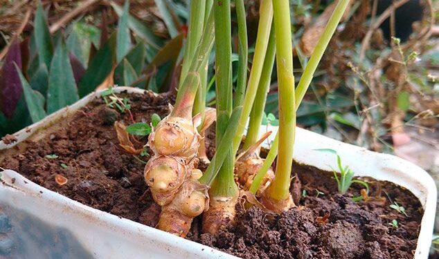 Tip de huerta: cómo reproducir jengibre by Connie Moreno Quintana