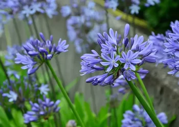Ficha botánica del agapanto (Agapanthus africanus), la planta de exterior ideal para decorar el jardín y los bordes de la pileta