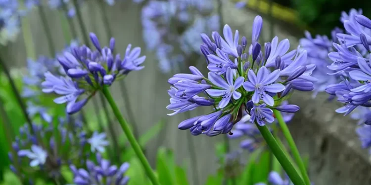 Ficha botánica del agapanto (Agapanthus africanus), la planta de exterior ideal para decorar el jardín y los bordes de la pileta