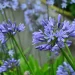 Ficha botánica del agapanto (Agapanthus africanus), la planta de exterior ideal para decorar el jardín y los bordes de la pileta