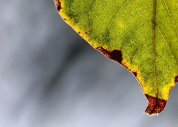 Plantas de interior: 5 motivos por los cuales las puntas de las hojas se secan