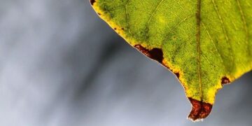 Plantas de interior: 5 motivos por los cuales las puntas de las hojas se secan