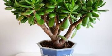 Ficha botánica: árbol de jade (Crassula ovata), la suculenta para atraer la abundancia, según el Feng Shui