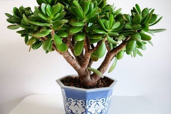 Ficha botánica: árbol de jade (Crassula ovata), la suculenta para atraer la abundancia, según el Feng Shui