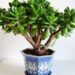 Ficha botánica: árbol de jade (Crassula ovata), la suculenta para atraer la abundancia, según el Feng Shui
