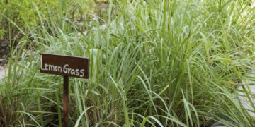 Lemon grass: la hierba estrella de la cocina asiática para comidas y tragos, que además ahuyenta a los mosquitos