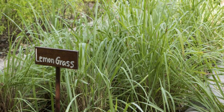 Lemon grass: la hierba estrella de la cocina asiática para comidas y tragos, que además ahuyenta a los mosquitos