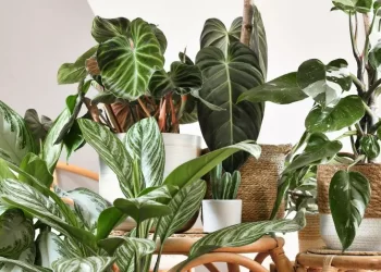 Cómo regar tus plantas si te vas de vacaciones