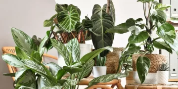 Cómo regar tus plantas si te vas de vacaciones