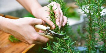 ¡Chau mosquitos! Aprendé a usar el romero como repelente natural