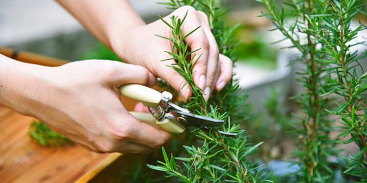 ¡Chau mosquitos! Aprendé a usar el romero como repelente natural