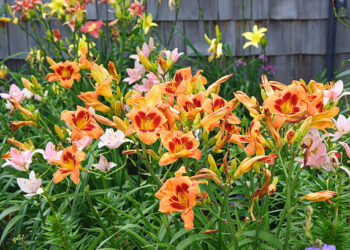 Lirio de día (Hemerocallis): una colorida flor de bajo mantenimiento ideal para tener en el jardín