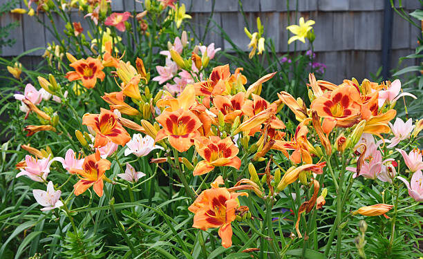 Lirio de día (Hemerocallis): una colorida flor de bajo mantenimiento ideal para tener en el jardín