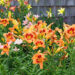 Lirio de día (Hemerocallis): una colorida flor de bajo mantenimiento ideal para tener en el jardín