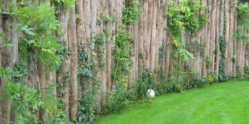 Palo a pique: el recurso para tapar visuales o separar sectores en el jardín