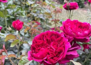 Qué hacer con las rosas en verano y en invierno