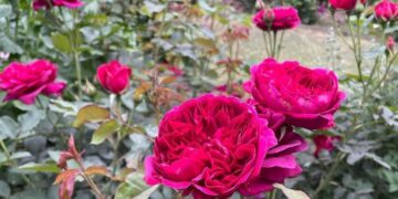 Qué hacer con las rosas en verano y en invierno