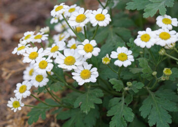 Ficha botánica: Tanacetum parthenium, la planta comodín que deberías tener en tu jardín