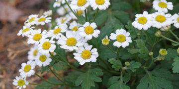 Ficha botánica: Tanacetum parthenium, la planta comodín que deberías tener en tu jardín