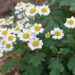 Ficha botánica: Tanacetum parthenium, la planta comodín que deberías tener en tu jardín