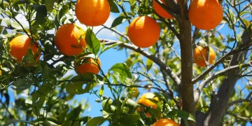 El tip infalible para alejar a los loros de tus árboles frutales