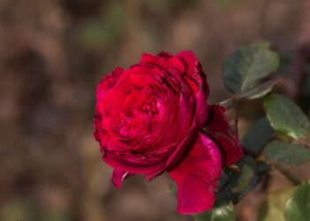 Valentina Casucci: la “reina” de las rosas que trabajó en el Rosedal de Palermo y logró que una de estas flores lleve su nombre