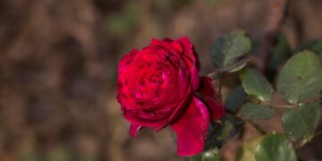 Valentina Casucci: la “reina” de las rosas que trabajó en el Rosedal de Palermo y logró que una de estas flores lleve su nombre