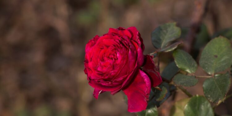 Valentina Casucci: la “reina” de las rosas que trabajó en el Rosedal de Palermo y logró que una de estas flores lleve su nombre